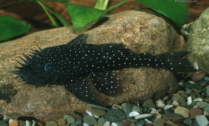 Starry Night Bristlenose. 